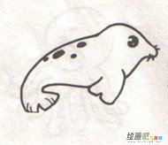 海洋生物简笔画：貌似家犬的海豹