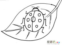 七星瓢虫简笔画：幼虫的蜕皮
