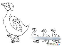 小鸭子简笔画：鸭步鹅行