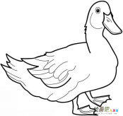 小鸭子简笔画：鸭子浮在水面的原因