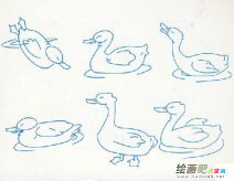 小鸭子简笔画：我爱小鸭子
