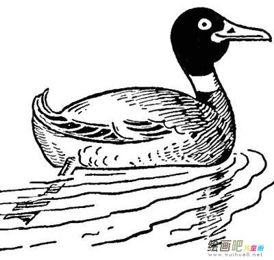 小鸭子