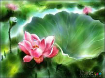 水彩画：美丽的荷花
