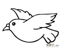 和平鸽简笔画：和平鸽边有花香