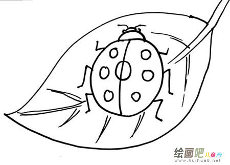 七星瓢虫