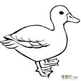 小鸭子简笔画：可爱的小鸭