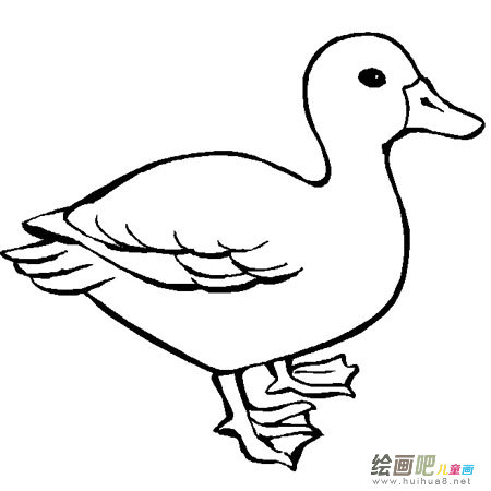 小鸭