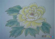 彩色铅笔画：牡丹