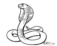 蛇的简笔画：眼镜蛇
