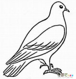 和平鸽简笔画：鸽子和橄榄枝