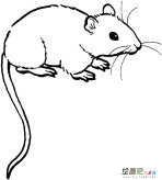 小老鼠简笔画：老鼠的画法