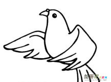 和平鸽简笔画：一只和平鸽的自述
