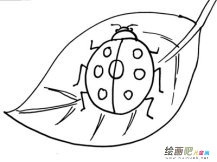 七星瓢虫简笔画：有趣的七星瓢虫