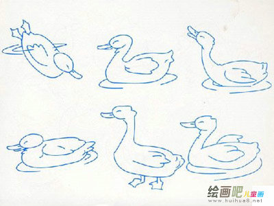鸭子