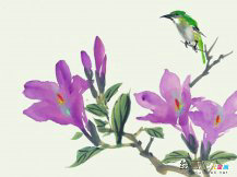 水彩画：紫荆花