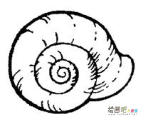 海洋生物简笔画：多样的贝类