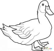 小鸭子简笔画：我和小鸭子