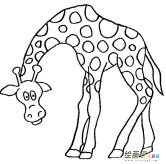 长颈鹿简笔画：长颈鹿的特征