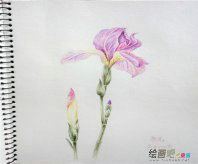 彩色铅笔画：彩色铅笔画技法