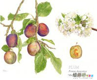 彩色铅笔画：彩色铅笔入