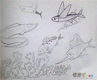 海洋生物简笔画：海洋生物简笔画图片