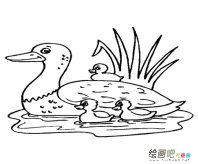 小鸭子简笔画：小鸭子和妈妈
