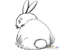 兔子简笔画：观察小白兔