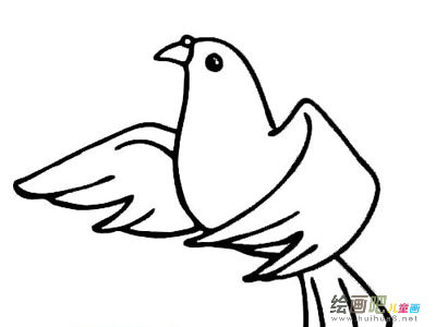 和平鸽简笔画：放飞和平鸽