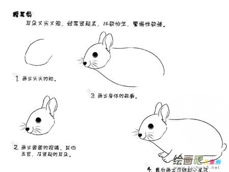 兔子简笔画：兔子的生活习性