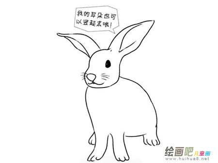 兔子简笔画：观察兔子的动作活动