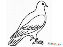 和平鸽简笔画：飞翔的和平鸽