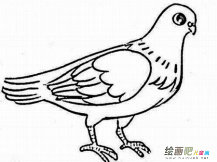 和平鸽简笔画：放飞和平鸽