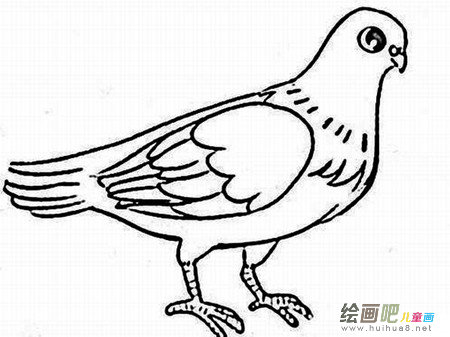 和平鸽简笔画：放飞和平鸽