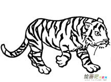 老虎简笔画：虎被称为百兽之王