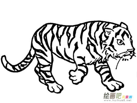 老虎简笔画：虎被称为百兽之王