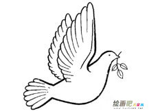 和平鸽简笔画：放飞你我心中的和平鸽