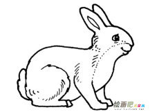 兔子简笔画：生长阶段及喂养方法