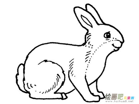 兔子简笔画：生长阶段及喂养方法