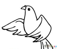 和平鸽简笔画：和平的使者
