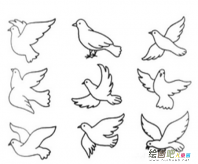 和平鸽简笔画：假如我是和平鸽
