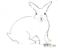 兔子简笔画：一对小兔子