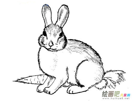 兔子简笔画：迷路的兔子
