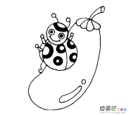 七星瓢虫简笔画：七星瓢虫的画法