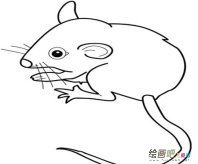 小老鼠简笔画：考拉与袋鼠