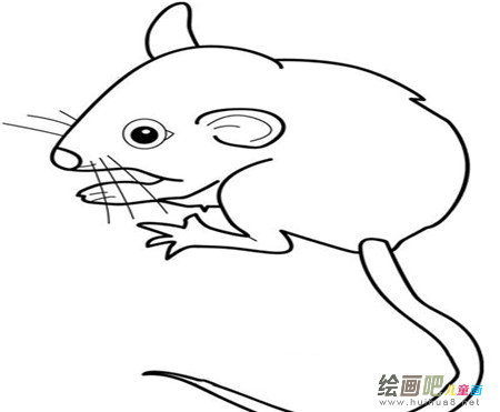 小老鼠简笔画：考拉与袋鼠