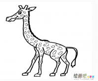 长颈鹿简笔画：聪明的长颈鹿