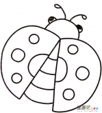 七星瓢虫简笔画：观察七星瓢虫