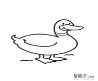 小鸭子简笔画：小鸭子游泳
