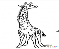 长颈鹿简笔画：长颈鹿