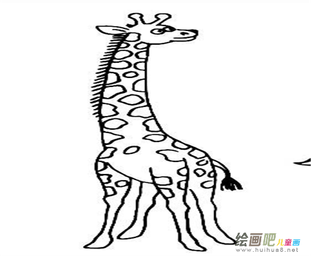长颈鹿简笔画：长颈鹿_650字